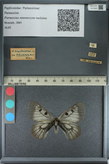 Media type: image;   Entomology 179923